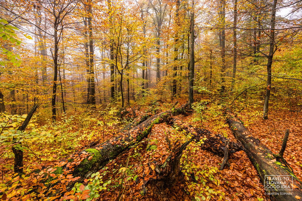 UNESCO primeval forest Havešová